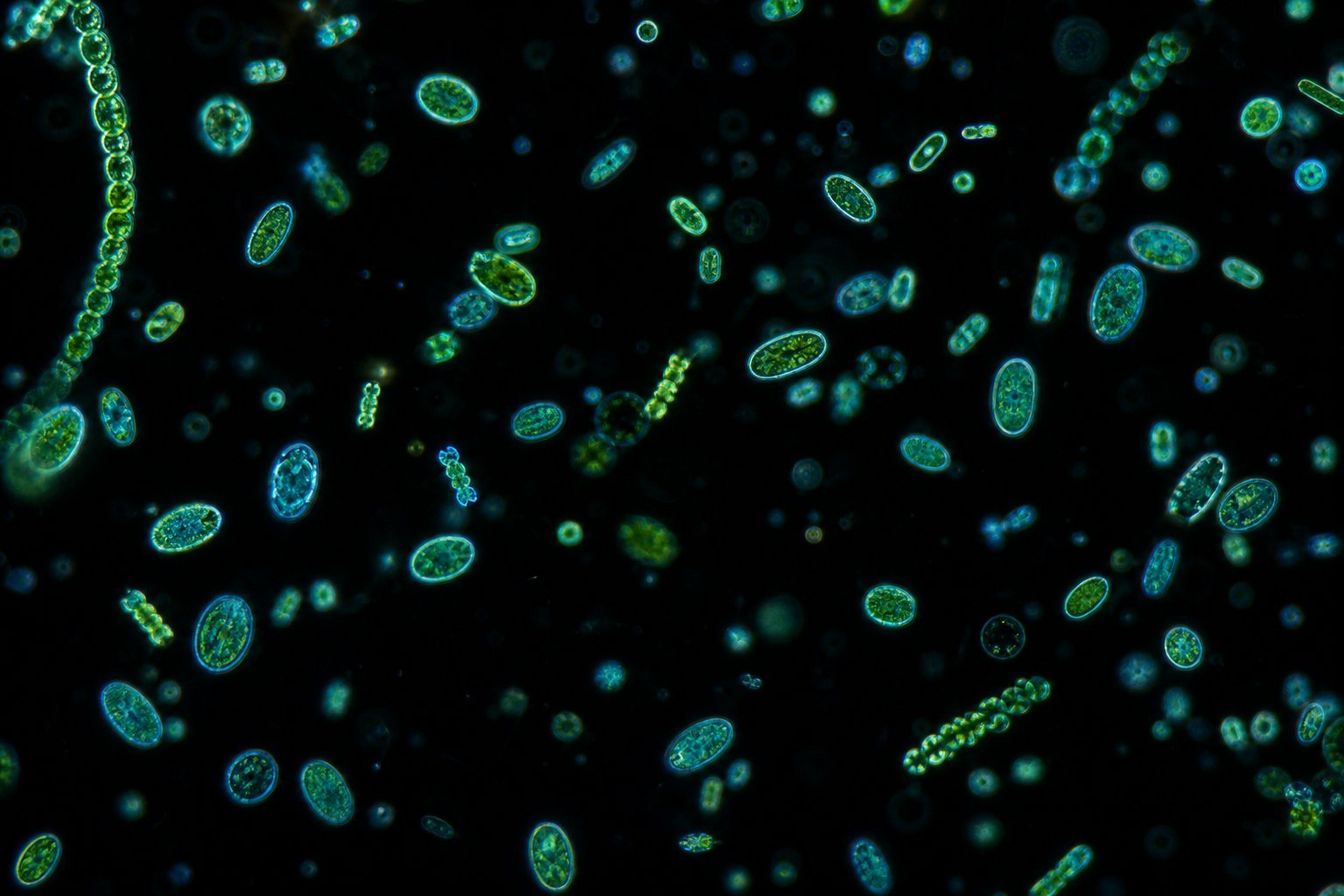 Microalgae cells imaged through the Cyanoflow microfluidic chip