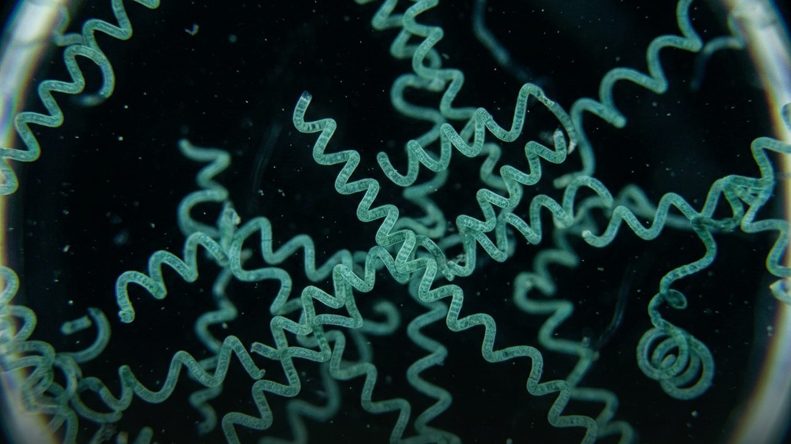 Illustrative algae imagery; not a figure from the paper
