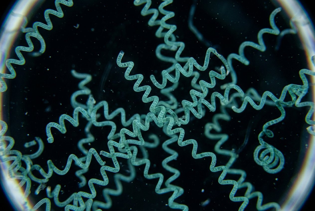 Living Arthrospira filaments under dark-field microscopy